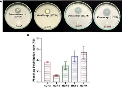 Phosphate solubilization and plant growth promotion by two Pantoea strains isolated from the flowers of Hedychium coronarium L.